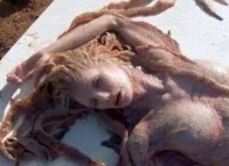 Una Supuesta Sirena revoluciona Internet Una Supuesta Sirena revoluciona Internet
