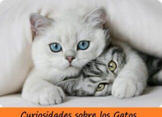 20 Curiosidades Sobre los Gatos curiosidades sobre gatos