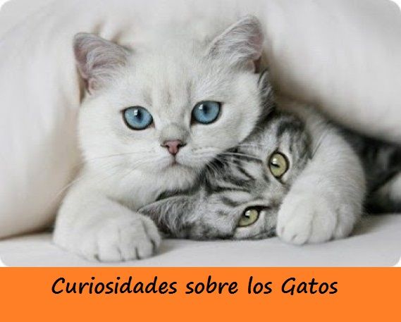 curiosidades sobre gatos