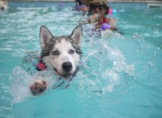 Fotografiar mascotas, las mejores formas de hacerlo