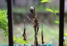 No es una ilusion optica.