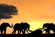 Bob Parsons hace propaganda a GoDaddy, matando un elefante