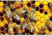 La señal de los móviles podría incidir en la muerte de abejas