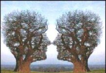 Arboles y perfiles