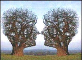Arboles y perfiles