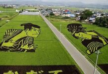 Imagenes artisticas. Arte en el campo