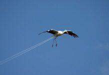 ¿Pajaro o avion?
