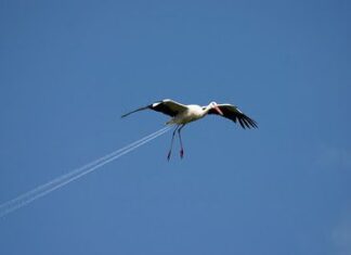 ¿Pajaro o avion?