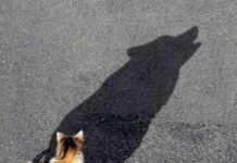 Sombras reales de un gato-lobo?