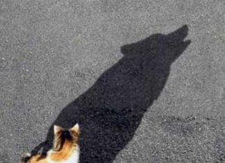 Sombras reales de un gato-lobo?