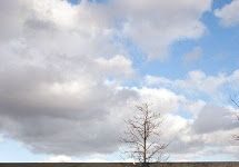 El arbol de la ilusion