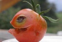 Pareidolia diabolica