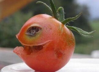 Pareidolia diabolica