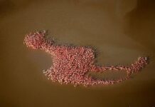 Flamenco auto-referente