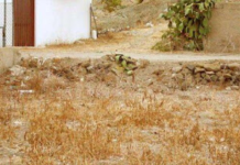 Fotografía de Agudeza Visual. Encontrar al gato