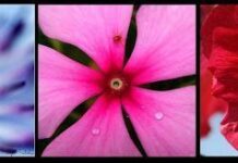 Consejos para hacer fotos a flores