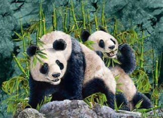 Animales escondidos