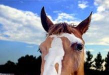 Ilusión optica: El caballo