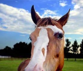 Ilusión optica: El caballo