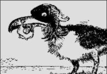 Pájaro en la isla