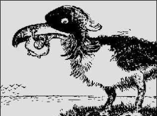 Pájaro en la isla