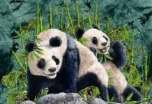 Pandas