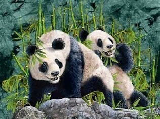 Pandas