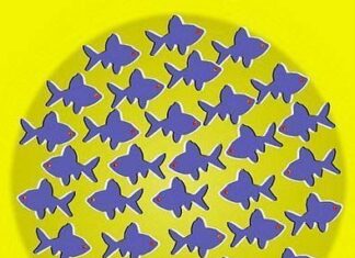 Ilusion optica. Peces que no se mueven