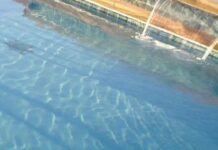 Ilusiones opticas. Vida marina en tu piscina.