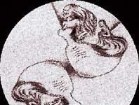 Sirena de película