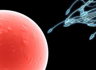 ¿Cómo Saber Cuándo Ovulo?