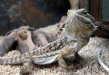 Animales Curiosos y Éxoticos para tener como Mascota Curioso Dragon Barbudo.