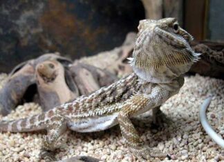 Animales Curiosos y Éxoticos para tener como Mascota Curioso Dragon Barbudo.