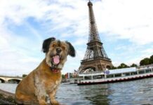 5 CIUDADES del Mundo donde los PERROS son AMADOS A RABIAR Ciudades donde los perros son muy queridos