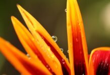 Escoge y envía FLORES por Internet a golpe de Clic Escoge y envía flores a golpe de clic