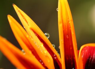 Escoge y envía FLORES por Internet a golpe de Clic Escoge y envía flores a golpe de clic