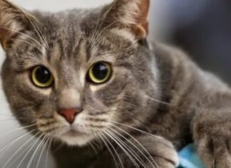 La IMPORTANCIA del BIGOTE en los GATOS ¿a qué se debe? ¿Para que SIRVE el BIGOTE en los GATOS?