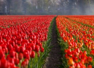 5 Beneficios Saludables de Cuidar el Jardín 5 Beneficios Saludables de Cuidar el Jardín