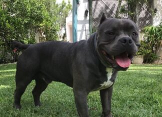 India Martínez Despide a su Perro Drogo India Martínez Despide a su Perro Drogo