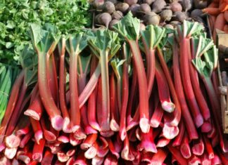 5 ALIMENTOS VENENOSOS alrededor del mundo