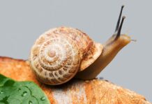 5 curiosidades sobre ANIMALES DEL MUNDO Caracol