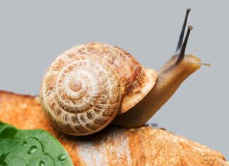 5 curiosidades sobre ANIMALES DEL MUNDO Caracol