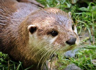 Datos curiosos sobre animales y el reino animal Animales 1