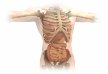 Curiosidades del cuerpo humano que seguramente desconoces Cuerpo Humano 1