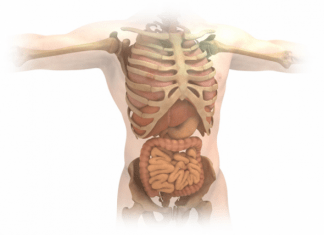 Curiosidades del cuerpo humano que seguramente desconoces Cuerpo Humano 1