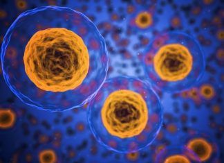 Curiosidades microscópicas de tu cuerpo que cambiaran tu mente a lo grande Cuerpo 1