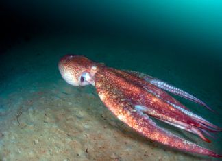 Curiosidades sobre uno de los gigantes del mar, el Calamar Calamar 2