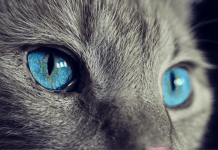 Protege a tu mascota con los mejores productos del mercado