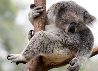 La naturaleza y sus principales curiosidades