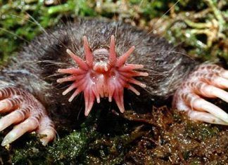 Algunos de los animales más curiosos del mundo